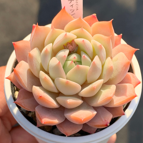 人気品種！☆ティッピー 多肉植物 自家栽培 国産 多肉植物 美