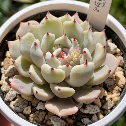 人気レア品種！☆雪つぼみ 多肉植物 自家栽培 国産 多肉植物 美