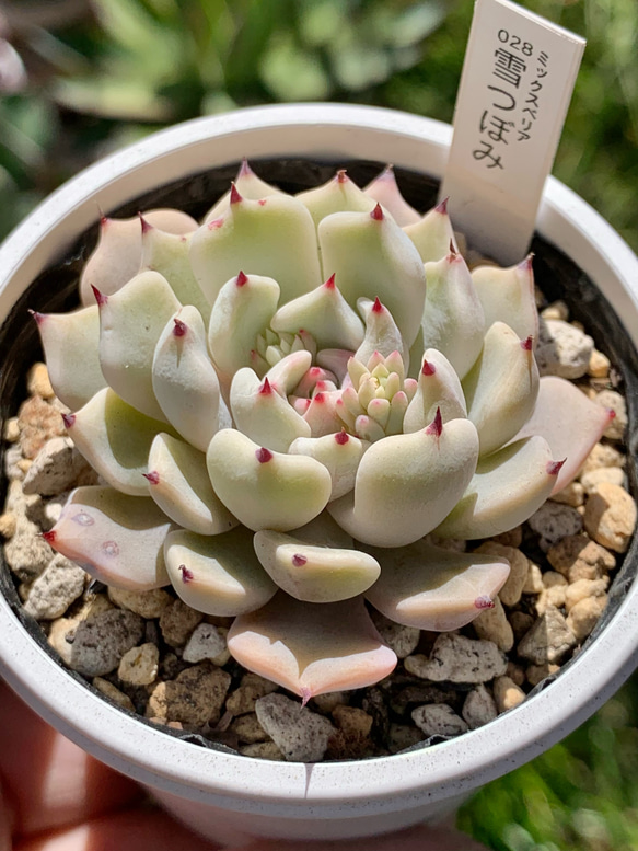 人気☆雪つぼみ 充実苗 ミックスベリア おらいさん苗 エケベリア 多肉植物