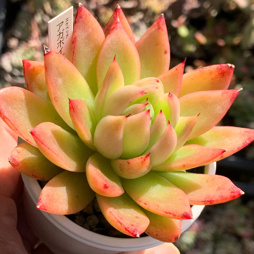 人気品種！☆アガボイデス 多肉植物 自家栽培 国産 多肉植物 美