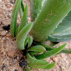 アロエベラ 子株 抜き苗 4つ 無農薬 その他素材 nas9233 通販 15761292