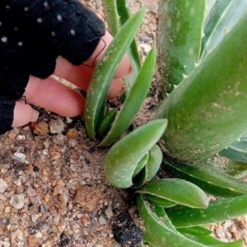 無農薬 アロエ ベラ 子株 2つ その他素材 nas9233 通販 17089064  