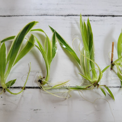 アロエベラ 子株 抜き苗 4つ 無農薬 その他素材 nas9233 通販 15761292