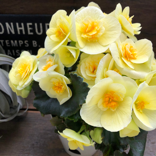 ビラブイエロー♡新品種♡リーガスベゴニア♡観葉植物 リース パリ