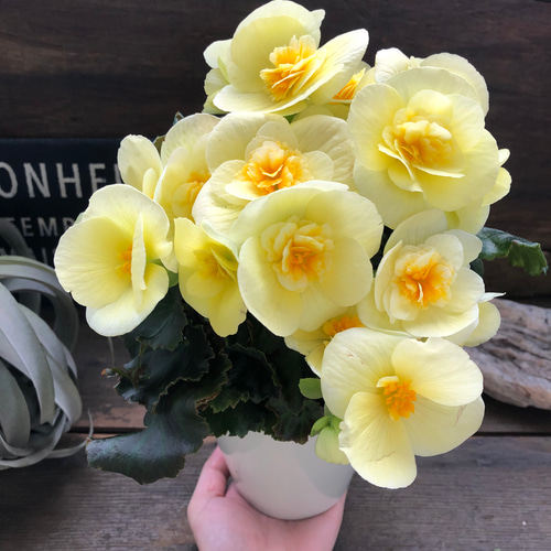 ビラブイエロー♡新品種♡リーガスベゴニア♡観葉植物 リース パリ