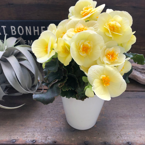 ビラブイエロー♡新品種♡リーガスベゴニア♡観葉植物 リース パリ