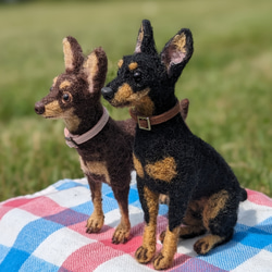 ミニピン 【小さなリアル】 オーダー   羊毛フェルト＋犬  ミニチュア・ピンシャー ペットロス 15枚目の画像