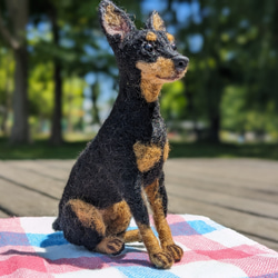 ミニピン 【小さなリアル】 オーダー   羊毛フェルト＋犬  ミニチュア・ピンシャー ペットロス 19枚目の画像