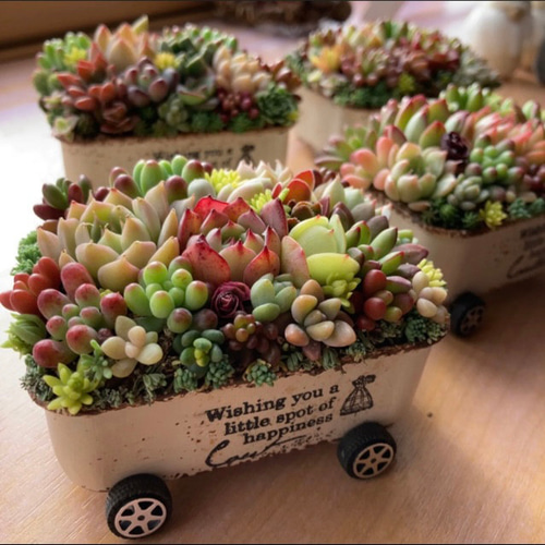 オーダー承ります 多肉植物寄せ植え そのまま飾れる ちまちま寄せ 母の