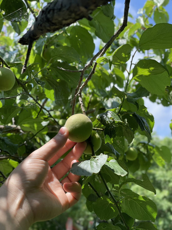 「梅と生姜の赤紫蘇蜜」懐かしく優しいシロップ 2枚目の画像