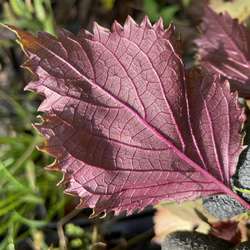 「梅と生姜の赤紫蘇蜜」懐かしく優しいシロップ 5枚目の画像