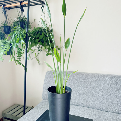 現品　ストレリチア　ストレチア　ノンリーフ　5番　観葉植物　室内　インテリア 現品 観葉植物 ストレリチア ユンケア ノンリーフ 5号鉢 鉢底