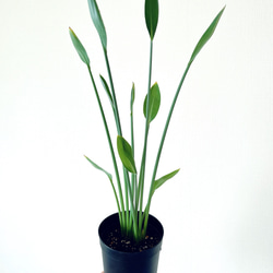 送料無料》③1/7撮影 #75 ストレリチア ユンケア ノンリーフ 観葉植物