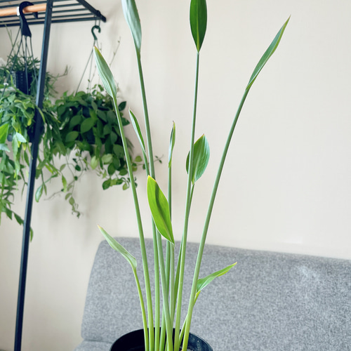 送料無料》③1/7撮影 #75 ストレリチア ユンケア ノンリーフ 観葉植物 