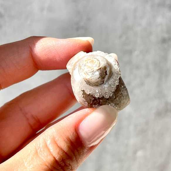 Spiralite シェル【スパイラライト】貝の化石（17.2g）フォッシルシェル 天然石 太古の貝殻 ジェムシェル 13枚目の画像