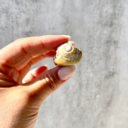 巻貝の化石 シェル【スパイラライト】中サイズ 貝の化石（17g）フォッシルシェル 天然石 太古の貝殻 ジェムシェル 9枚目の画像