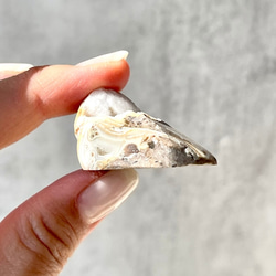 巻貝の化石 シェル【スパイラライト】中サイズ 貝の化石（17g）フォッシルシェル 天然石 太古の貝殻 ジェムシェル 15枚目の画像