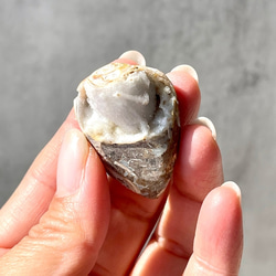 巻貝の化石 シェル【スパイラライト】中サイズ 貝の化石（17g）フォッシルシェル 天然石 太古の貝殻 ジェムシェル 1枚目の画像