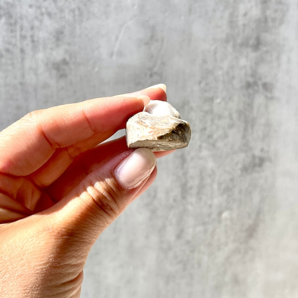 巻貝の化石 シェル【スパイラライト】中サイズ 貝の化石（17g）フォッシルシェル 天然石 太古の貝殻 ジェムシェル 11枚目の画像