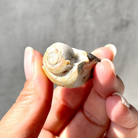 巻貝の化石 シェル【スパイラライト】中サイズ 貝の化石（17g）フォッシルシェル 天然石 太古の貝殻 ジェムシェル 4枚目の画像