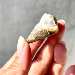 巻貝の化石 シェル【スパイラライト】中サイズ 貝の化石（17g）フォッシルシェル 天然石 太古の貝殻 ジェムシェル 7枚目の画像