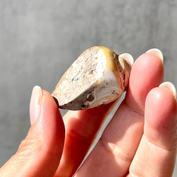 巻貝の化石 シェル【スパイラライト】中サイズ 貝の化石（17g）フォッシルシェル 天然石 太古の貝殻 ジェムシェル 5枚目の画像