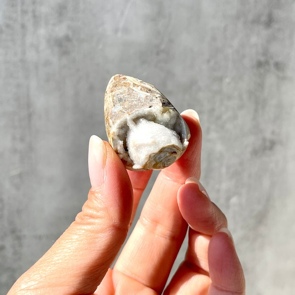 巻貝の化石 シェル【スパイラライト】中サイズ 貝の化石（17g）フォッシルシェル 天然石 太古の貝殻 ジェムシェル 12枚目の画像