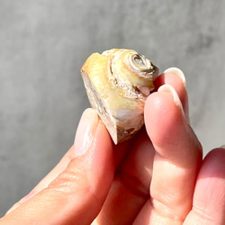 巻貝の化石 シェル【スパイラライト】中サイズ 貝の化石（17g）フォッシルシェル 天然石 太古の貝殻 ジェムシェル 3枚目の画像