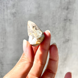 巻貝の化石 シェル【スパイラライト】中サイズ 貝の化石（17g）フォッシルシェル 天然石 太古の貝殻 ジェムシェル 14枚目の画像