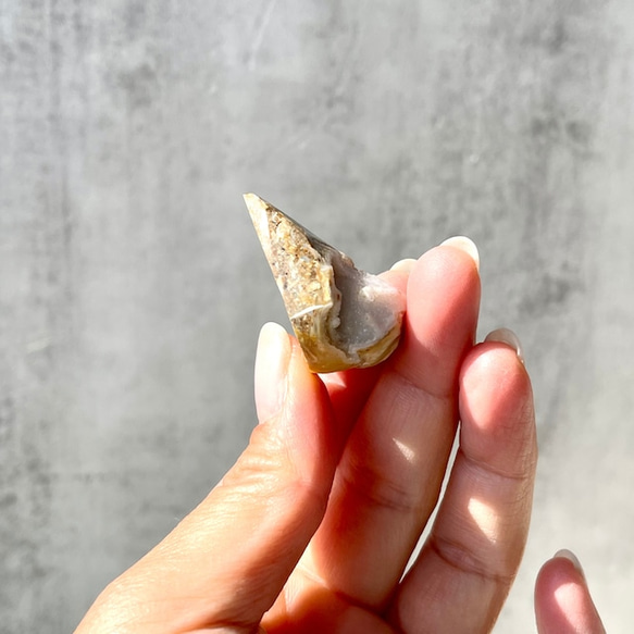 巻貝の化石 シェル【スパイラライト】中サイズ 貝の化石（17g）フォッシルシェル 天然石 太古の貝殻 ジェムシェル 10枚目の画像
