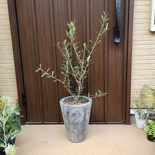 オリーブの木エルグレココンクリート鉢植え苗木シンボルツリー