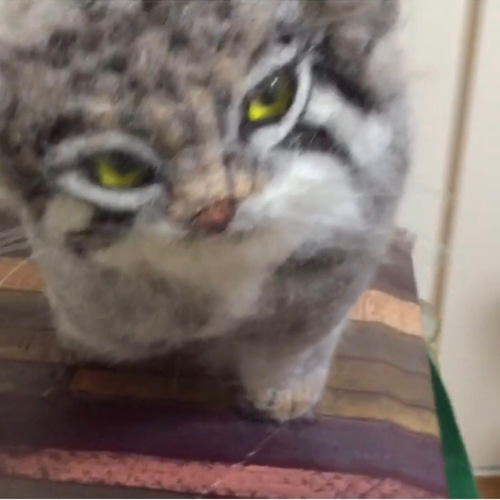 受注制作☆羊毛フェルトのマヌルネコ 歩いているポーズ 羊毛フェルト