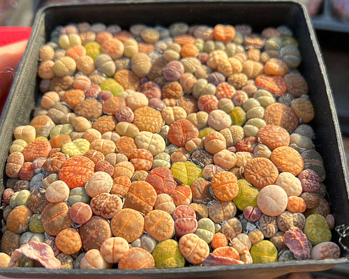 確認用　S18　多肉植物リトープス　カラフルセット 56986a745ab347ed9ec9d40429741e