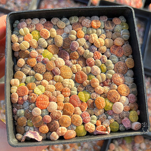 農園直売 多肉植物 寄せ植え カラフルリトープス（150頭以上セット