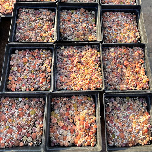 農園直売 多肉植物 寄せ植え カラフルリトープス（150頭以上セット