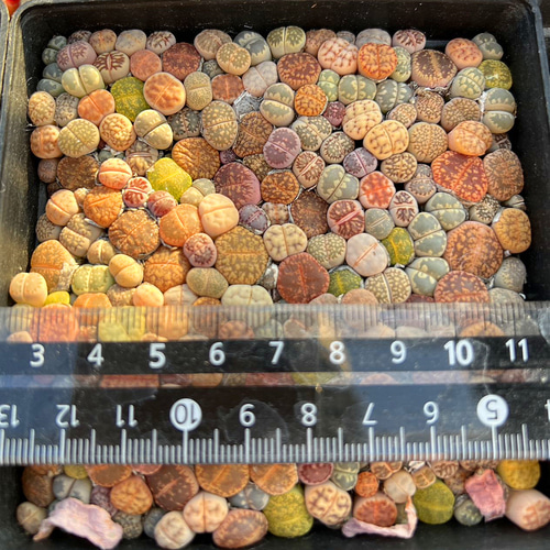 確認用　S19　多肉植物リトープス　2頭カラフルセット 楽天市場】品種リニューアル 農園直売 多肉植物 コノフィツム属