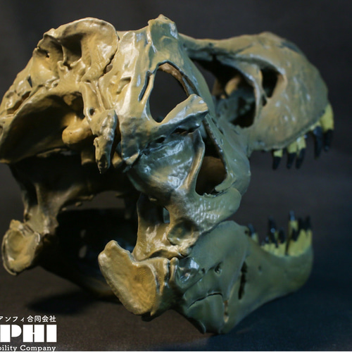 受注生産】アンフィのオリジナルT.rex頭骨模型（スタンモデル） 18