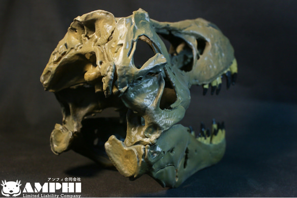 【受注生産】アンフィのオリジナルT.rex頭骨模型（スタンモデル）　18㎝ 4枚目の画像