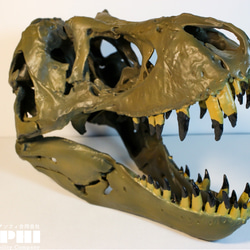 【受注生産】アンフィのオリジナルT.rex頭骨模型（スタンモデル）　18㎝ 10枚目の画像