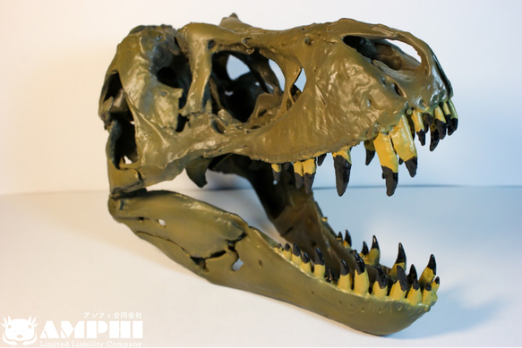 【受注生産】アンフィのオリジナルT.rex頭骨模型（スタンモデル）　18㎝ 10枚目の画像
