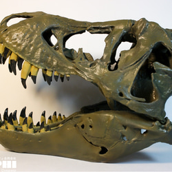 【受注生産】アンフィのオリジナルT.rex頭骨模型（スタンモデル）　18㎝ 6枚目の画像