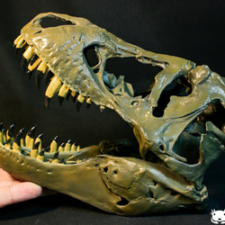 【受注生産】アンフィのオリジナルT.rex頭骨模型（スタンモデル）　18㎝ 1枚目の画像