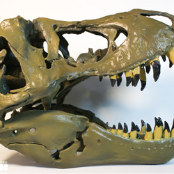【受注生産】アンフィのオリジナルT.rex頭骨模型（スタンモデル）　18㎝ 3枚目の画像