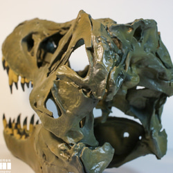 【受注生産】アンフィのオリジナルT.rex頭骨模型（スタンモデル）　18㎝ 8枚目の画像