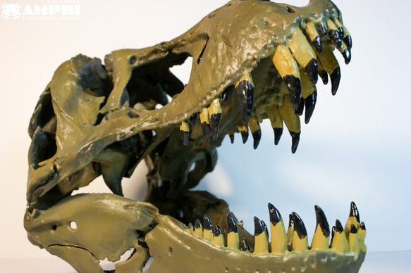 【受注生産】アンフィのオリジナルT.rex頭骨模型（スタンモデル）　18㎝ 5枚目の画像