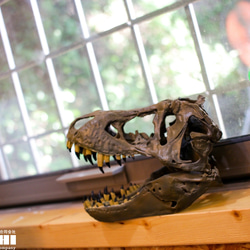 【受注生産】アンフィのオリジナルT.rex頭骨模型（スタンモデル）　18㎝ 11枚目の画像