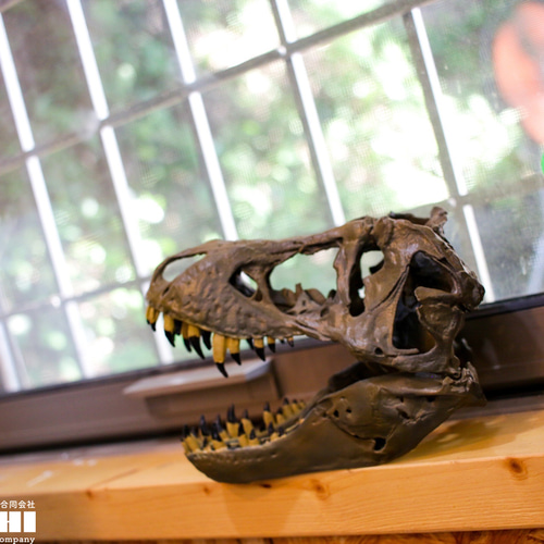 恐竜の頭部模型 Amazon | 菊石 カルノタウルス 骨格 頭蓋骨 恐竜