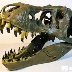 【受注生産】アンフィのオリジナルT.rex頭骨模型（スタンモデル）　18㎝ 7枚目の画像