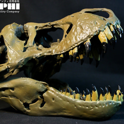 【受注生産】アンフィのオリジナルT.rex頭骨模型（スタンモデル）　18㎝ 2枚目の画像