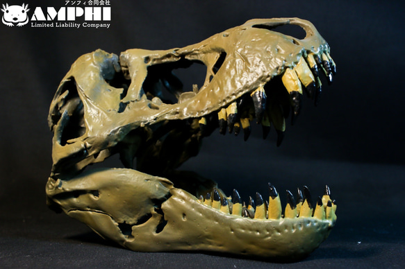 【受注生産】アンフィのオリジナルT.rex頭骨模型（スタンモデル）　18㎝ 2枚目の画像